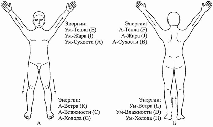 Раскрыть точка. Распределение энергии по медианам. Точки для улучшения циркуляции энергии в теле. Направление энергий триначальной акупунктуры. Массаж защитной энергии ла схемы.