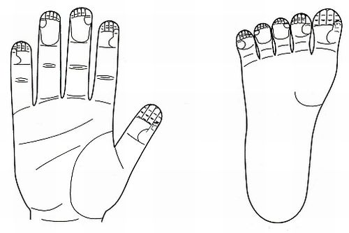 Су Джок. Расположение мини-систем соответствия телу на ногтевых фалангах кистей и стоп